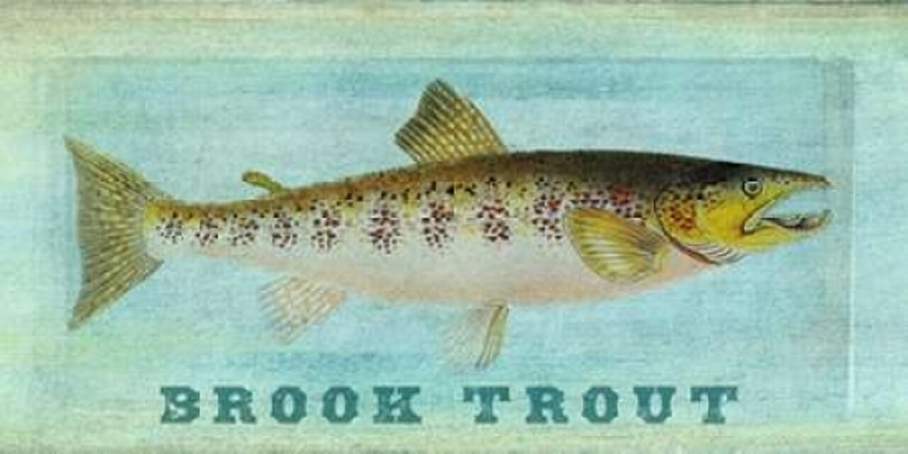 Brook Trout Poster Print by Tina Carlson - Item # VARPDXTCPL008A
